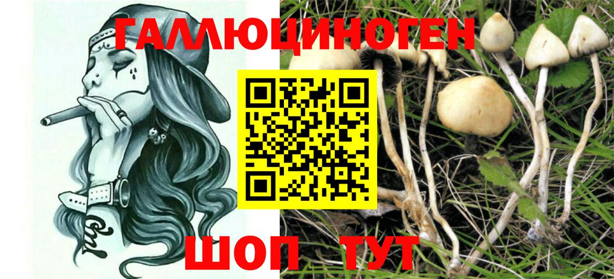 Звенигород  Псилоцибиновые грибы MAGIC MUSHROOMS  Вход с VPN 